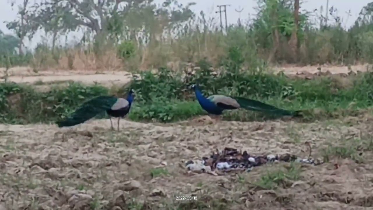 Royal Rumble: Peacock Edition #birds #fighting #viral 