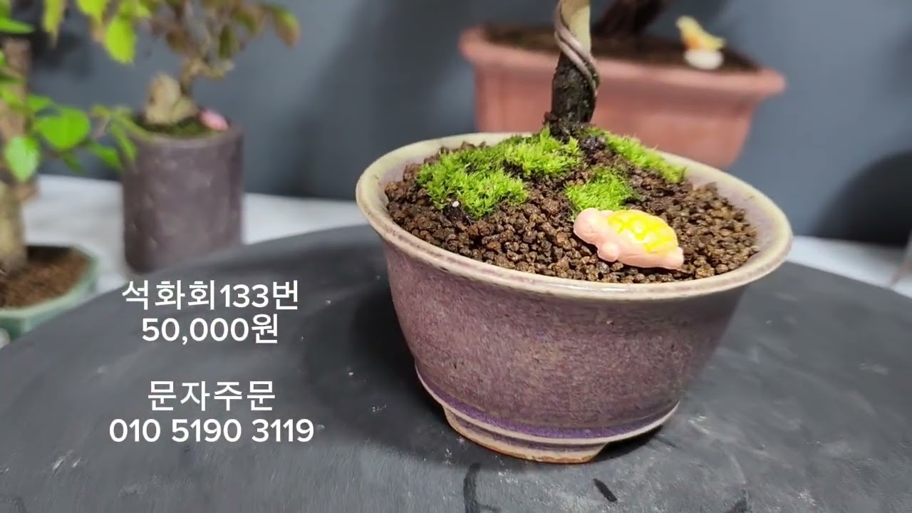 사은품(분제책.소품장식)증정이벤트 일본사어천진백.황피느릅.모과나무.석화회.청짜보.소사나무.담쟁이.엄지분재.