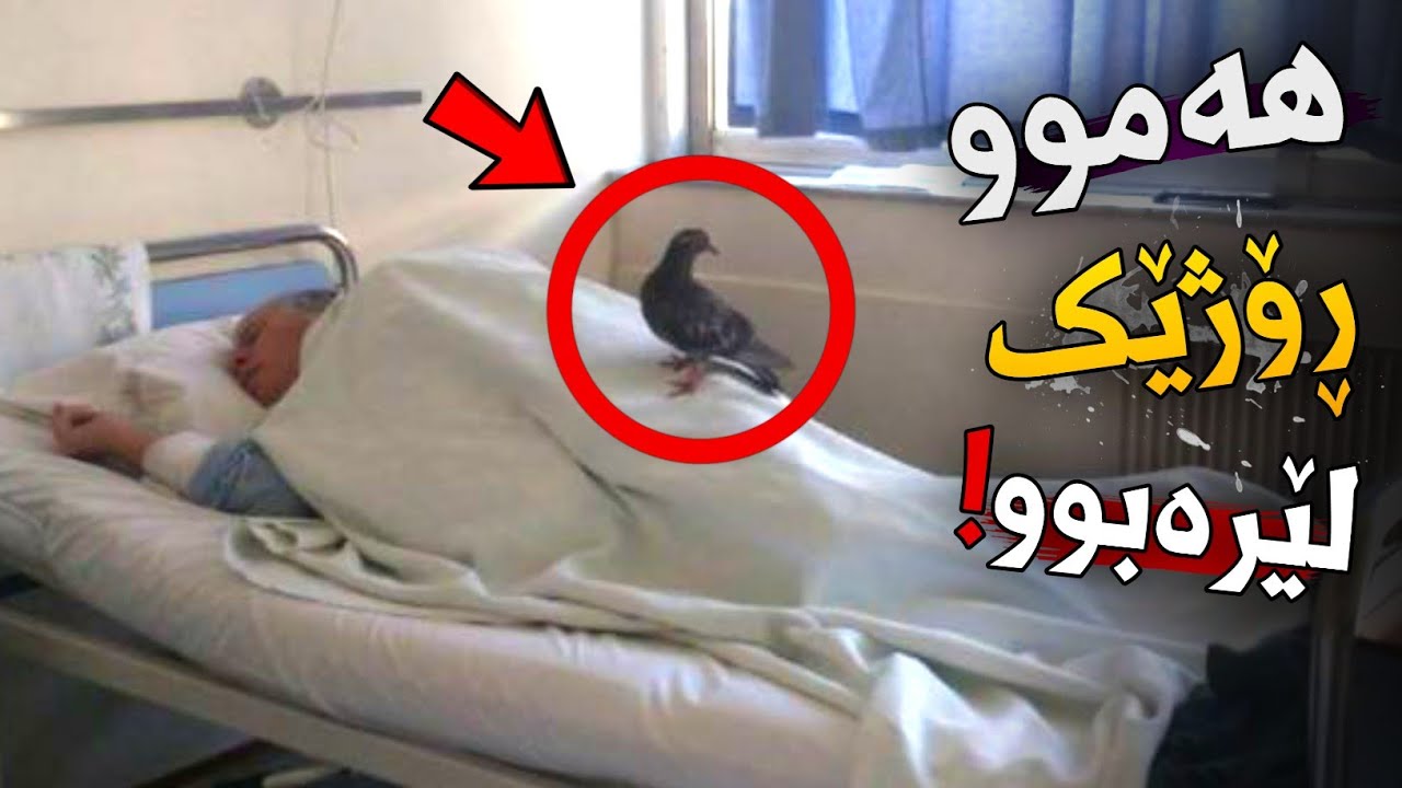 کۆترێک هەموو ڕۆژ لەسەر نەخۆشێک دەوەستا لە نەخۆشخانە و کاتێک هۆکارەکەی زانرا هەمووانی شۆککرد !!