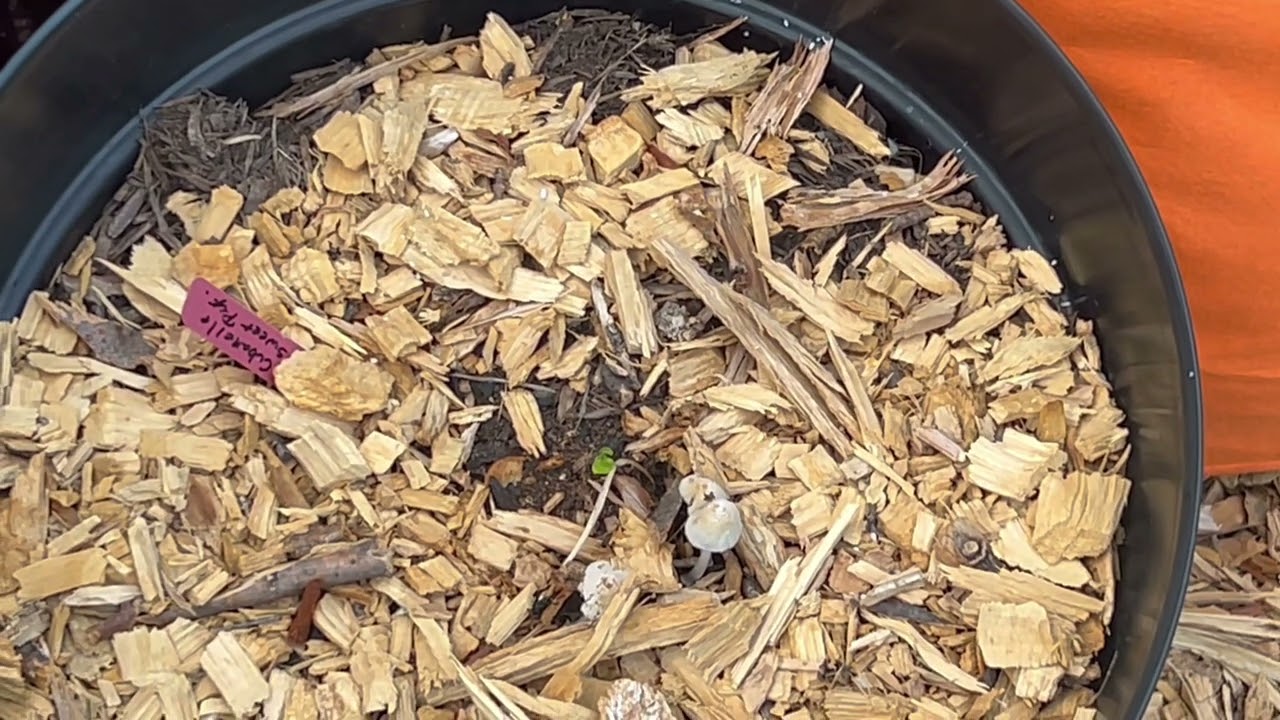 Backyard Garden Tour zone 8b