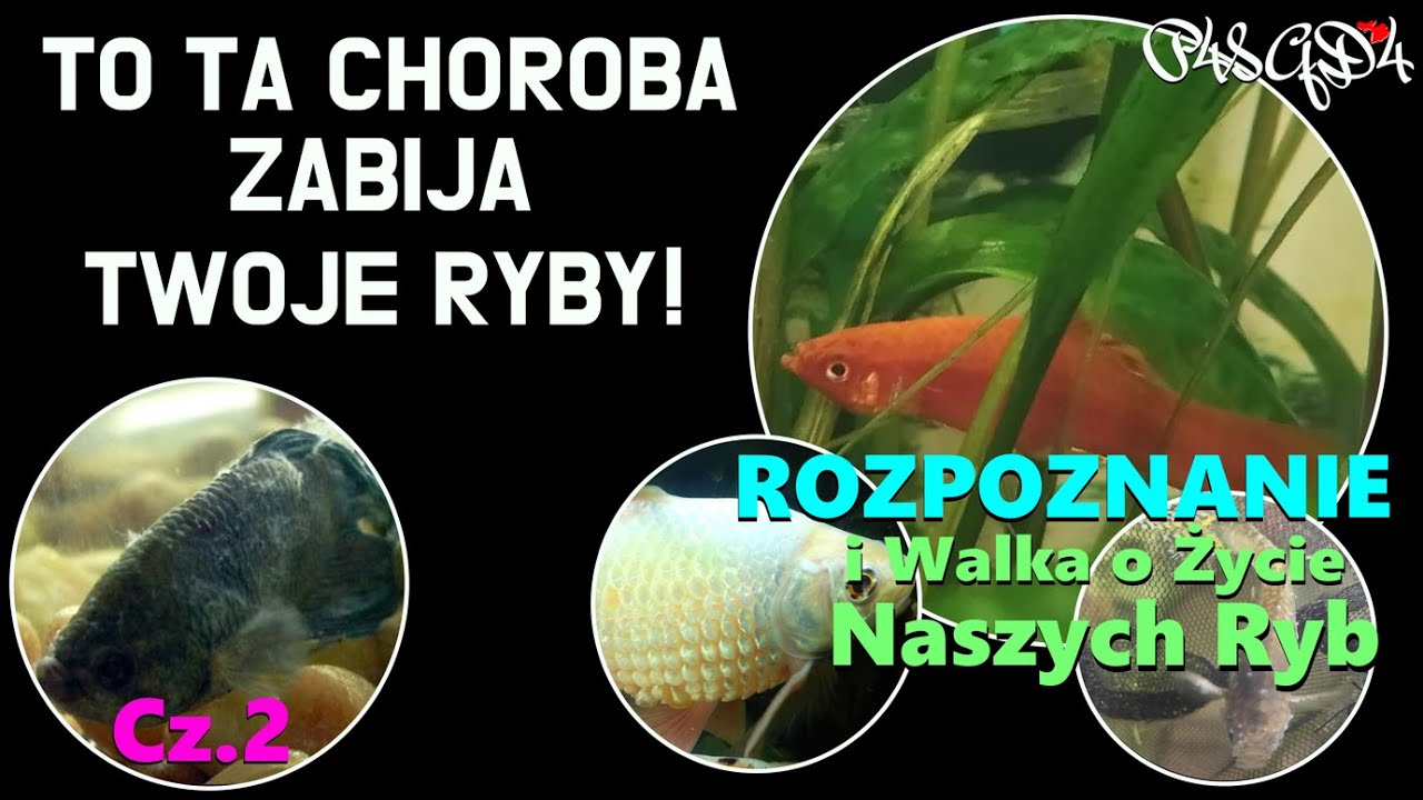 To Ta Choroba Zabija Twoje Ryby! - Rozpoznanie i Walka o Życie Ryb Cz.2 / Akwarystyka