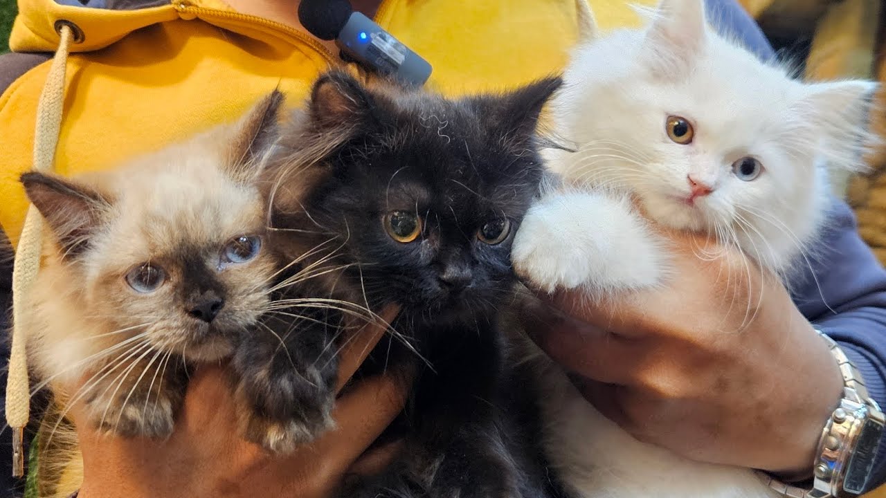 PERSIAN KITTEN QUALITY💯 HOME BREED CAT MUMBAI CAT SHOP 👑ZIYA🐾PERSIAN🦁 EXOTIC SHORT HAIR CAT