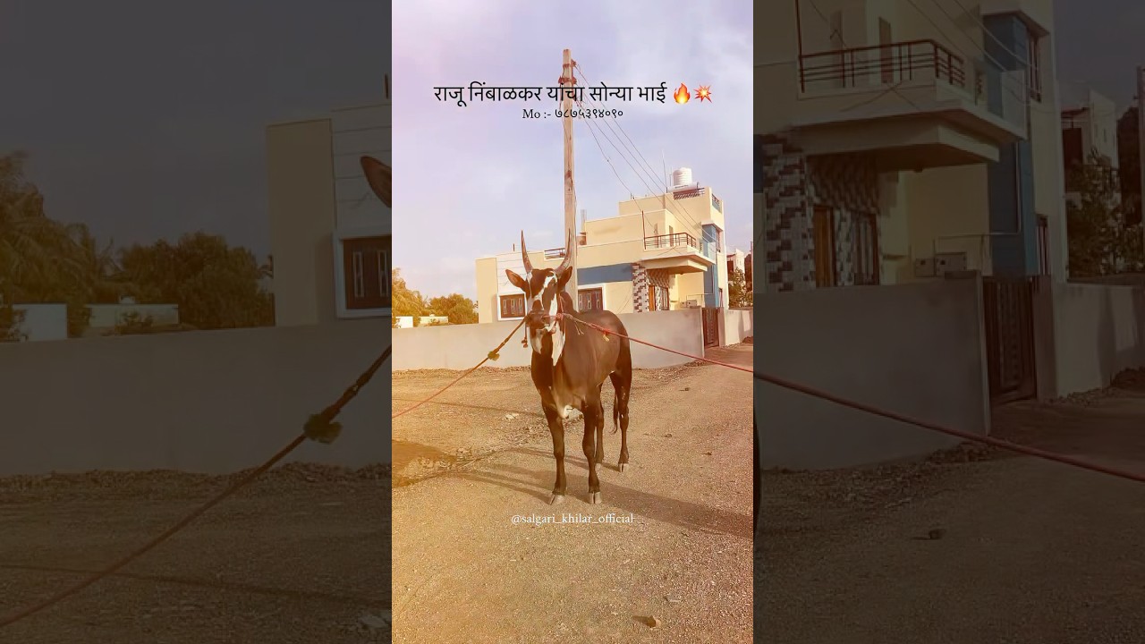 राजू निंबाळकर यांचा सोन्या भाई 🔥💥 #khilar #maharashtra #bail #salgare #sonyabhai🔝🔥 #shorts