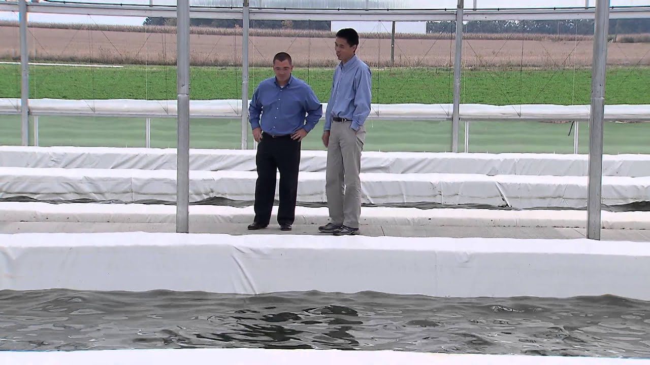Algae Farm