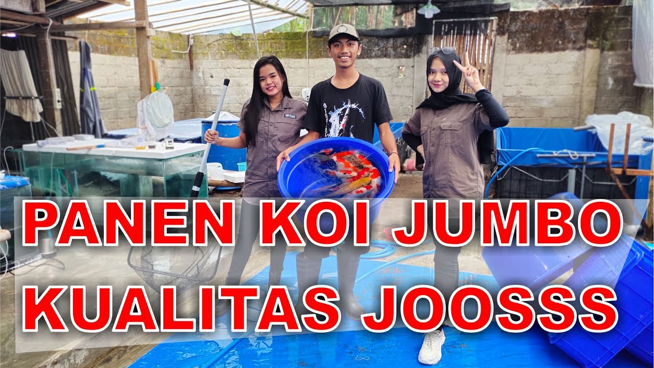 HASIL PANEN DAN REVIEW IKAN KOI JUMBO KUALITAS JOSSS di EBISUKOI