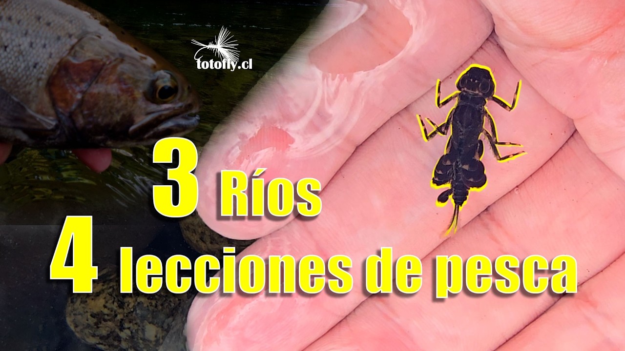 4 LECCIONES de PESCA con MOSCA que Aprendí en 3 RÍOS DE SUR DE CHILE 🎣