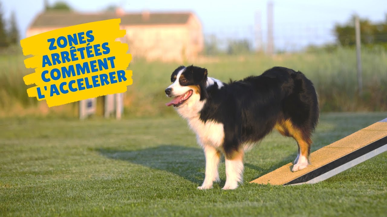 ZONES : comment éviter que le chien ralentisse avant le 2on 2off ?