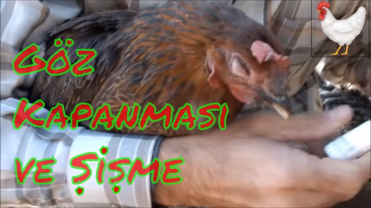 Tavukların Göz Rahatsızlığı ve Tedavisi