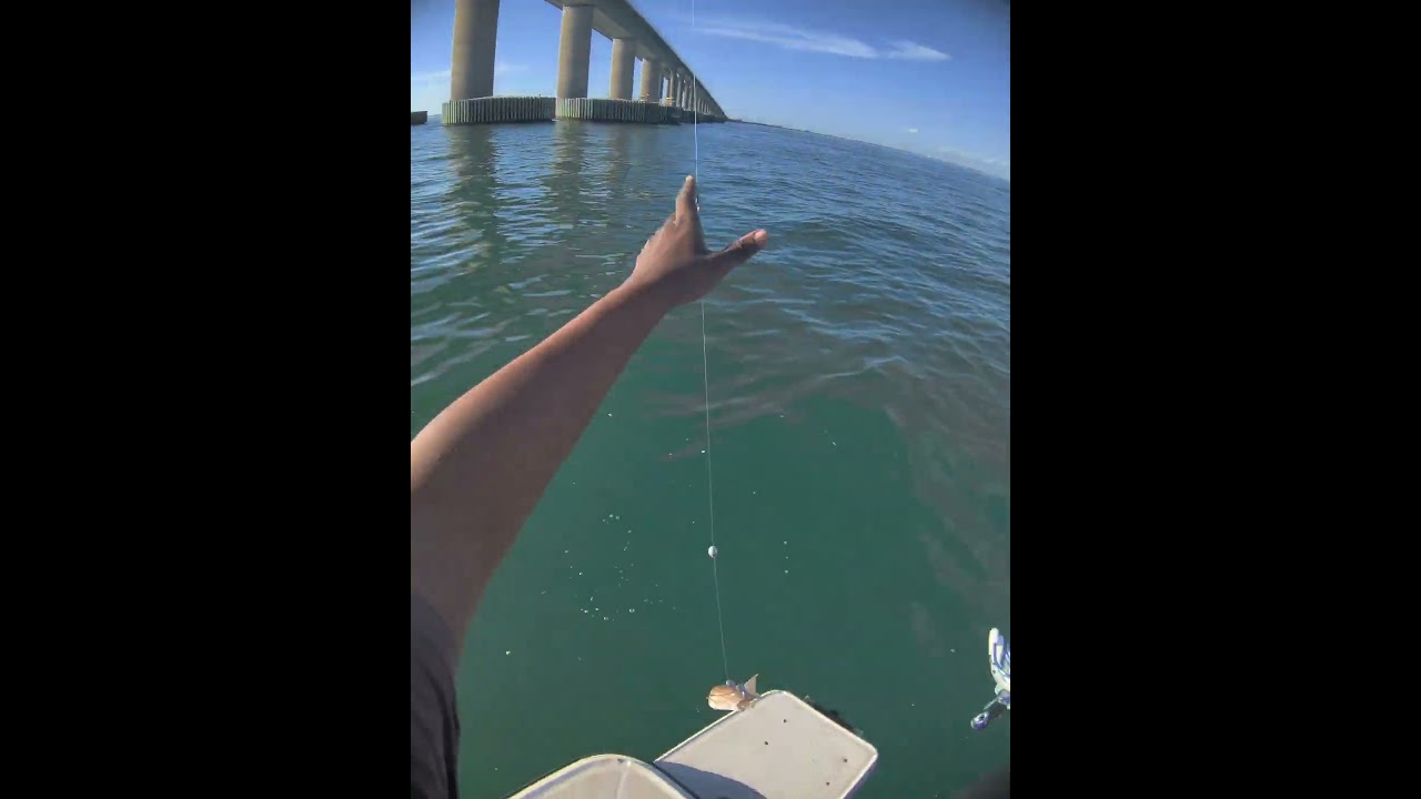 Skunk off the boat? lizard fish skyway bridge fishing #Bellahaze77 #fishing #skywaybridge