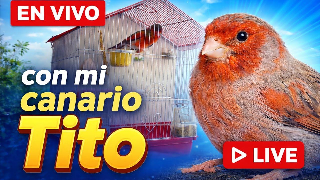 @TITOCANARIO