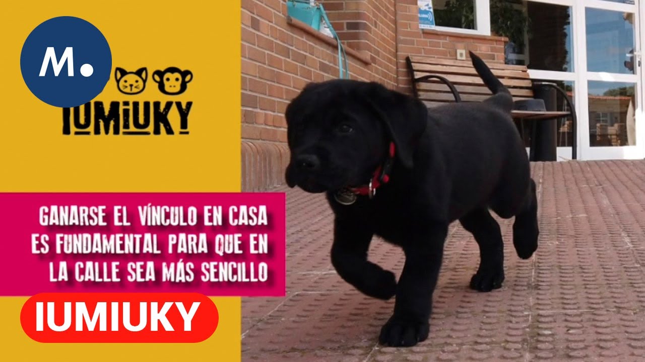 IUMIUKY: Los primeros 2 meses del futuro perro guía y la feria 100x100 mascotas | Mediaset