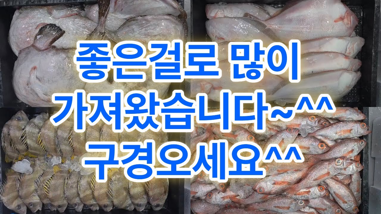 2월 3일 화요일 오늘도 물량 많이 가져왔습니다!^^ #아귀 #아구#간재미 #딱돔 #아나고 #붕장어 #삼치 #가자미 #홍어 #장대 #갑오징어 #갈치 #풀치 #금태 #고등어 #목포