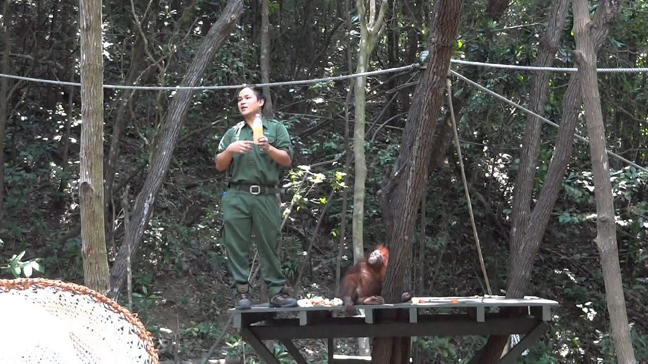 Orang Utan tantrum at Rasa Ria, Borneo