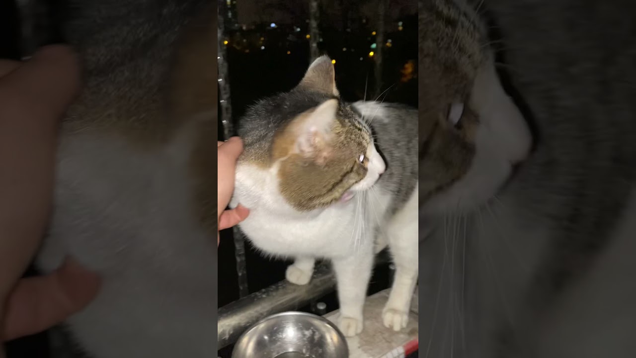 intihar eden kedi