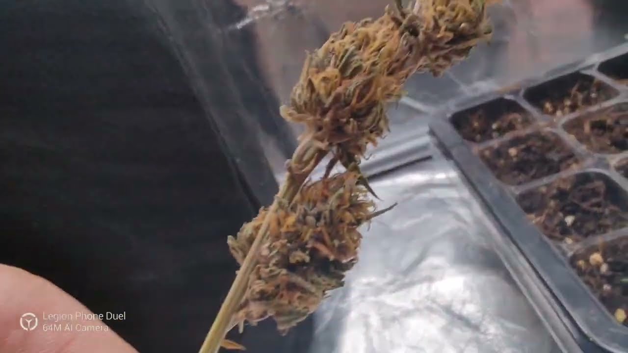 Landrace Thai Squirrel Tail - Bud