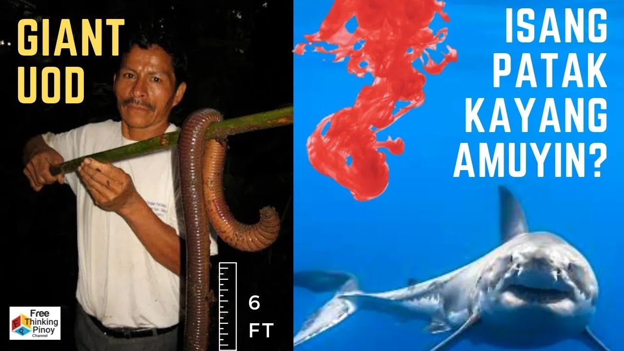 20 FACTS NA HINDI MO PA NA-SEARCH SA GOOGLE | Strange Animals Facts