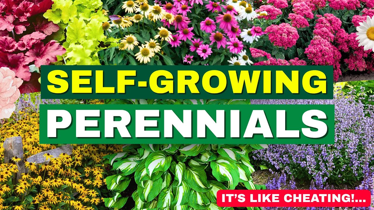 15 Perennials That Practically Grow Themselves (It’s Like Cheating!)