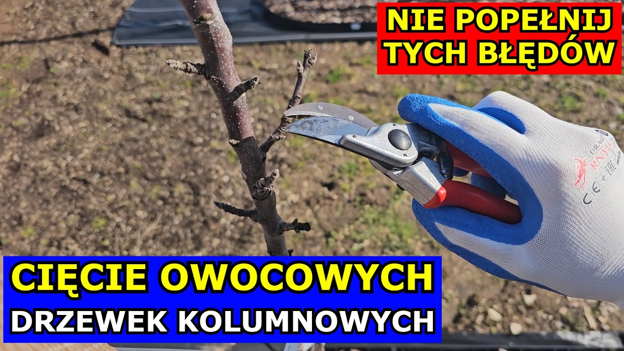 Jak Ciąć Kolumnowe Drzewka Owocowe POWAŻNE BŁĘDY. Cięcie Jabłoni Kolumnowej, Gruszy, Śliwy, Czereśni