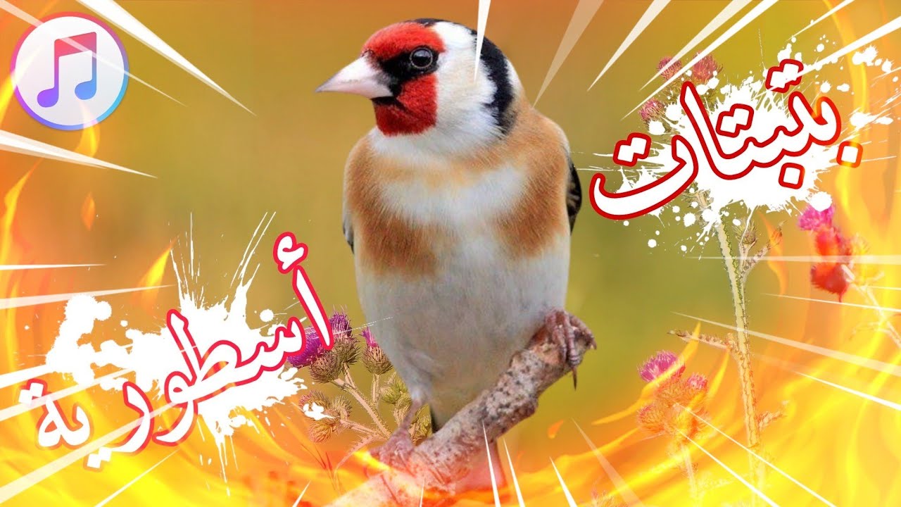 بتبتات حسون قوية لتحفيز التغريد بسرعة🔥بتبتات حسون طويلة لتحفيز مستمر