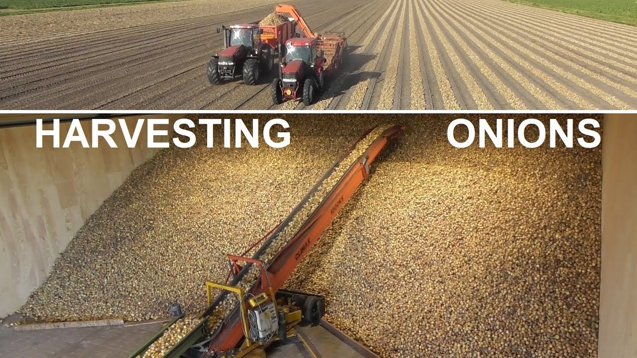Harvesting onions!