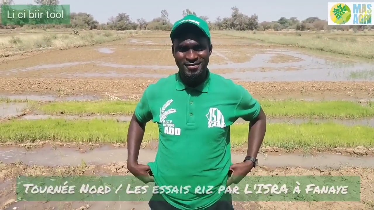 Tournée Zone Nord 2022 les essais riz par isra à fanaye