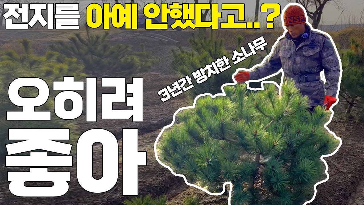 3년간 전지를 아예 안했다고? 오히려 좋아..! [어린소나무 200주 전지 2탄!] 🌳처음 손대는 소나무 전지 새로운 꿀팁공개~ 🎁돼지꼬리 사용법, 제품추천🎁까지 다 담았어요✨