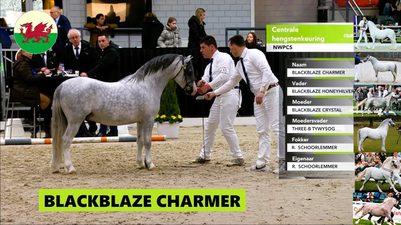 Welsh Mountain Stallion BLACKBLAZE CHARMER *2021 s Blackblaze Honeyhilver d Blackblaze Crystal @CHK