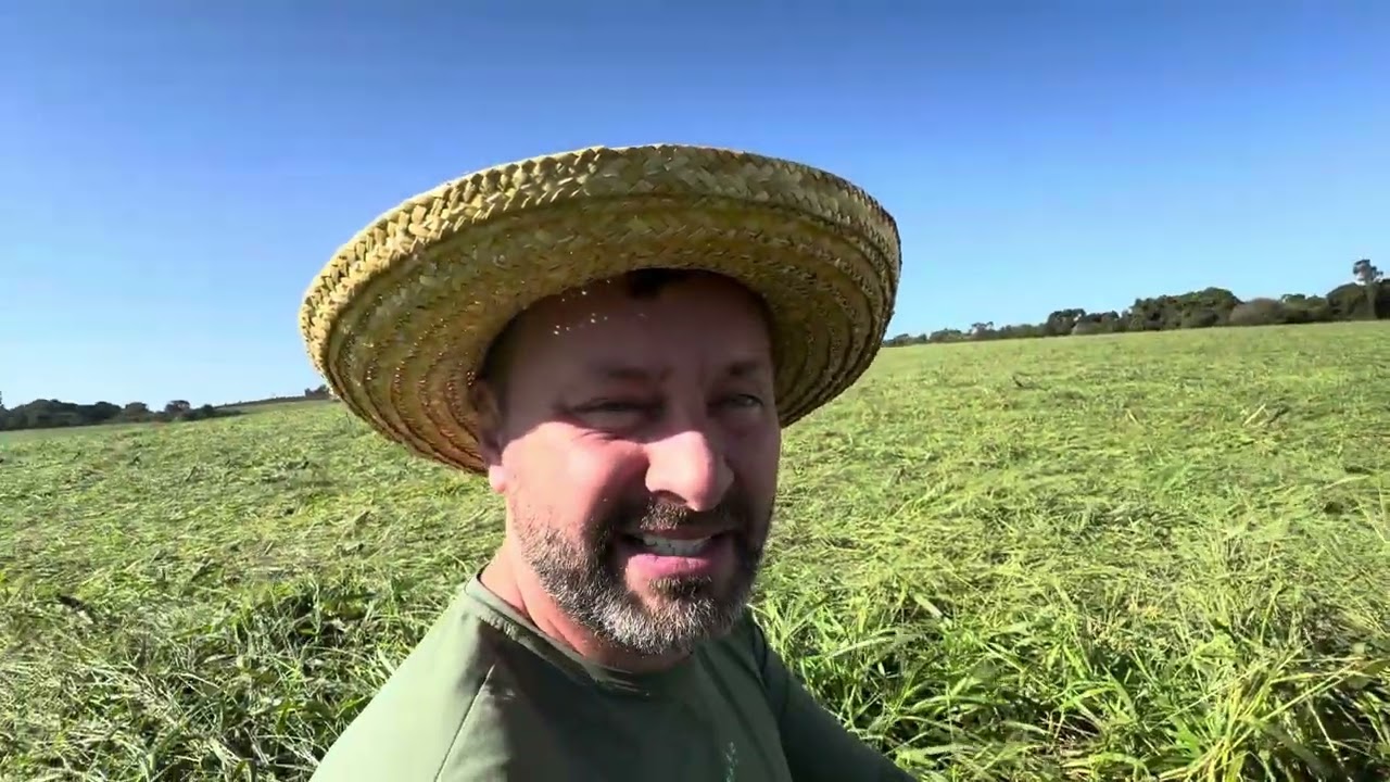 Acomodando a palha da brachiaria com o rolo faca.