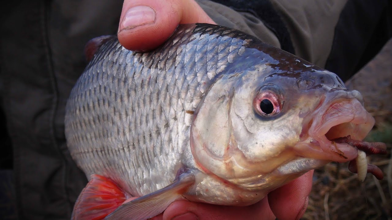 Apie žūklę 2016 03 05. Dzūkiškų 