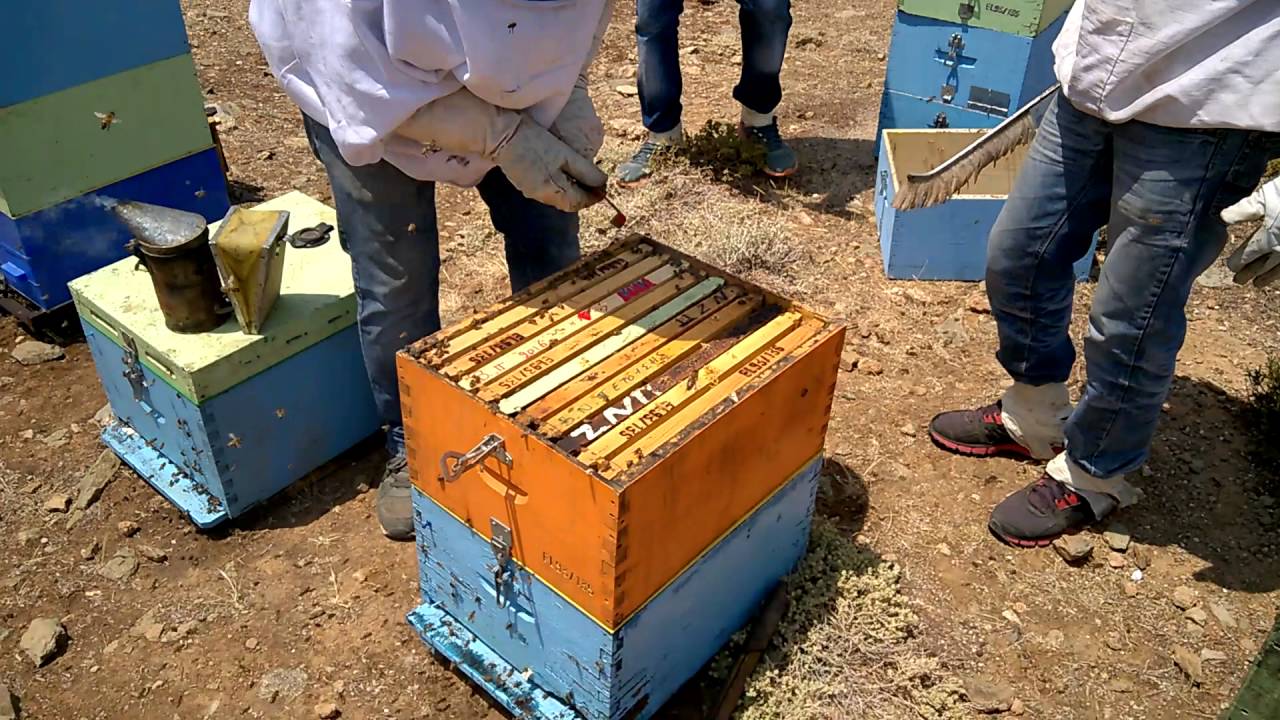 Τριγος Μελισσων 27/6/2016 Αγία Πελαγία Ηράκλειο Κρήτης