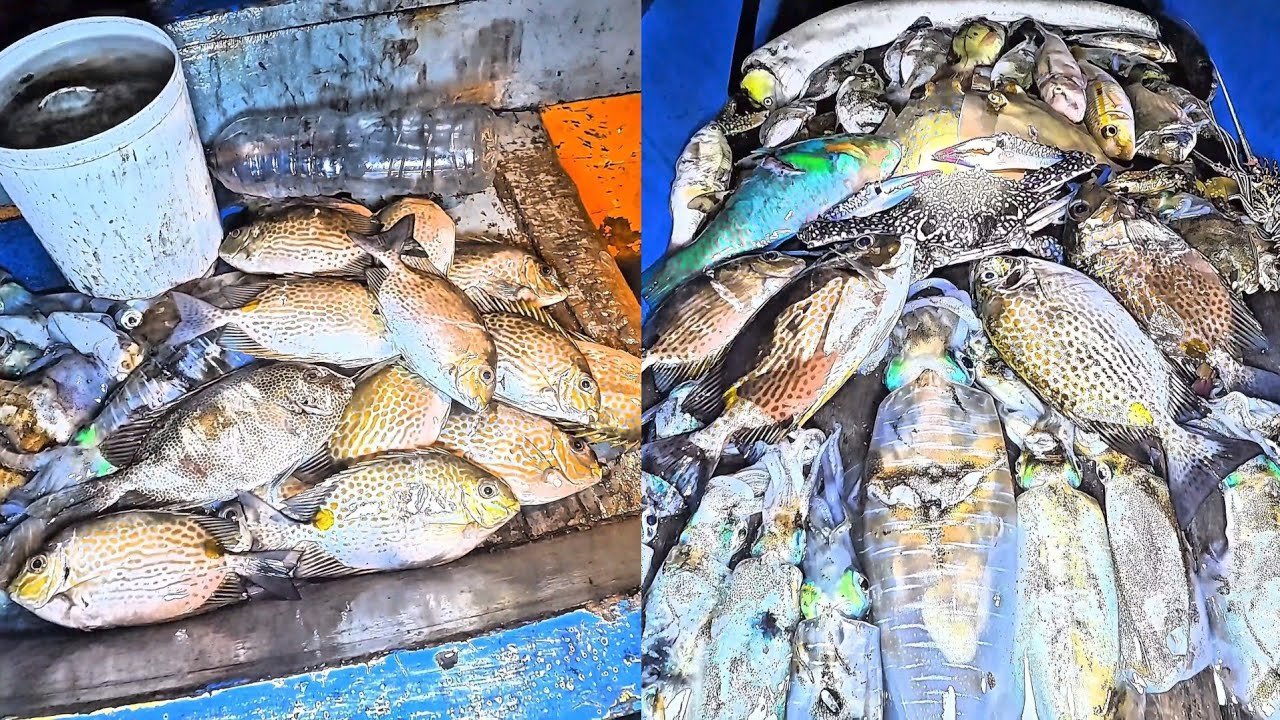 Night fish hunting 🔥 Part 1