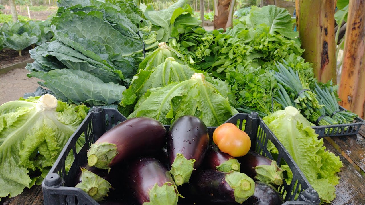 Mega Colheita de Mostarda, Alface, couve, cheiro verde e berinjela 🍆