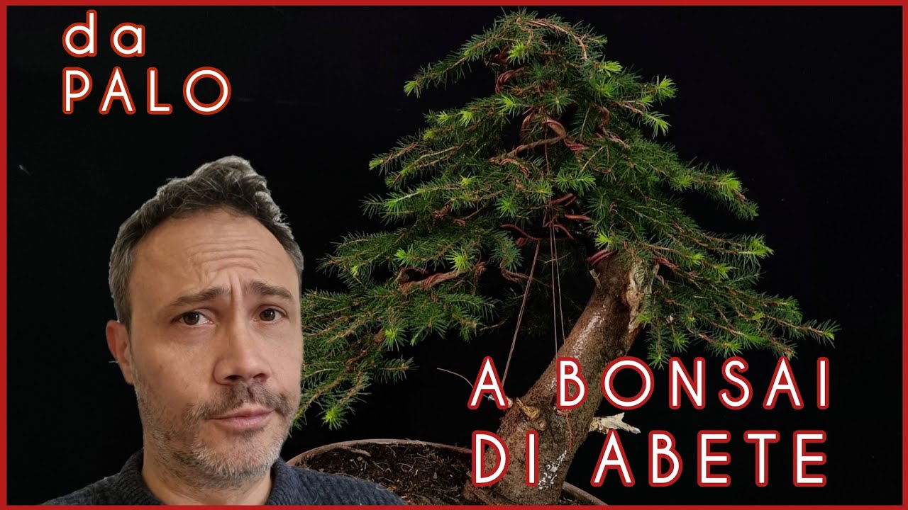 497 Un bonsai di abete nato da un albero di Natale