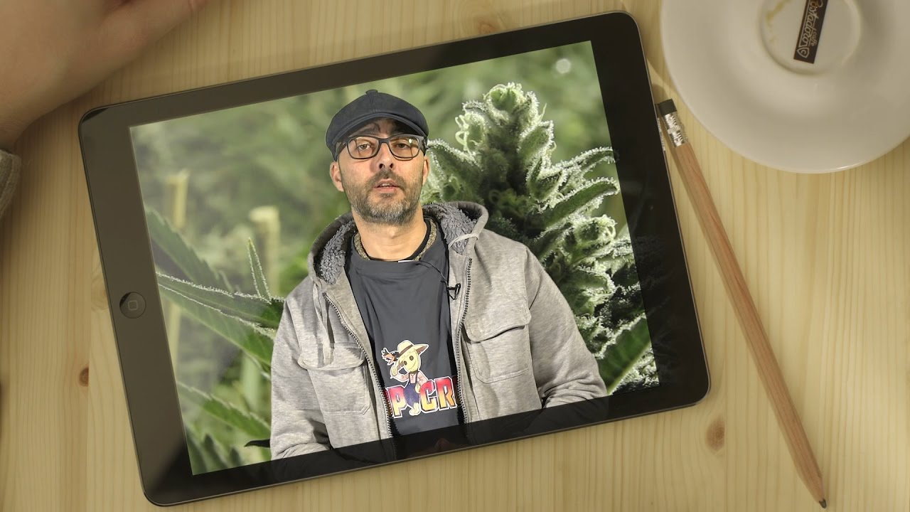 Cultivar semillas de marihuana autoflorecientes, fotodependientes o early - TOP CULTIVO 04