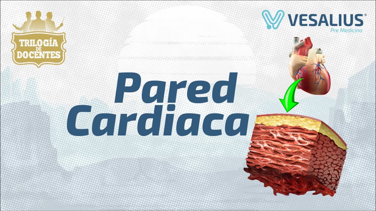 PARED CARDIACA