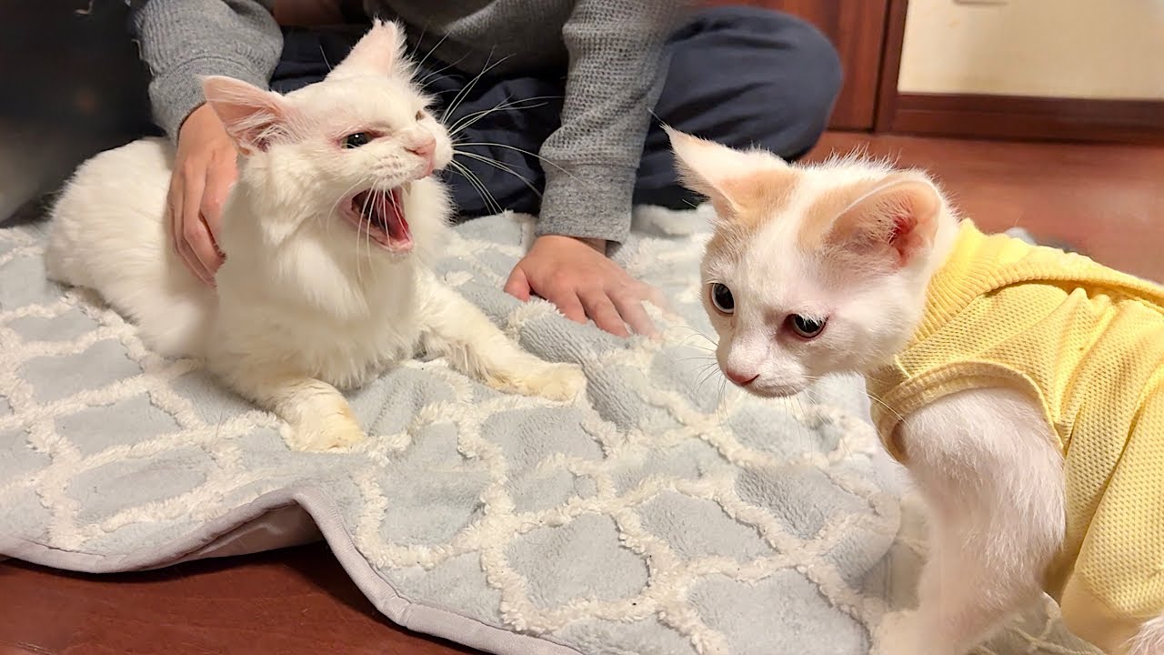 子猫が新しい家族になる先住猫と初対面したらまさかのこうなっちゃいました&hellip;