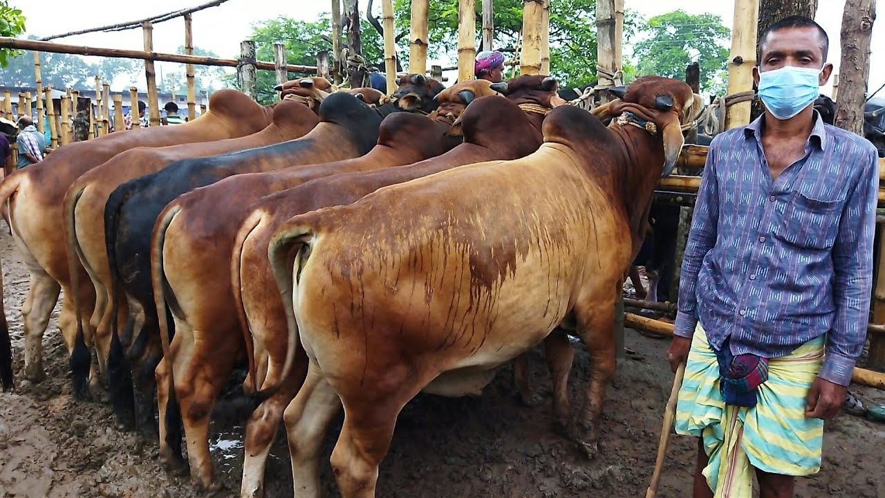 ২০২১ কোরবানির গরুর হাট | Cow market in Bangladesh