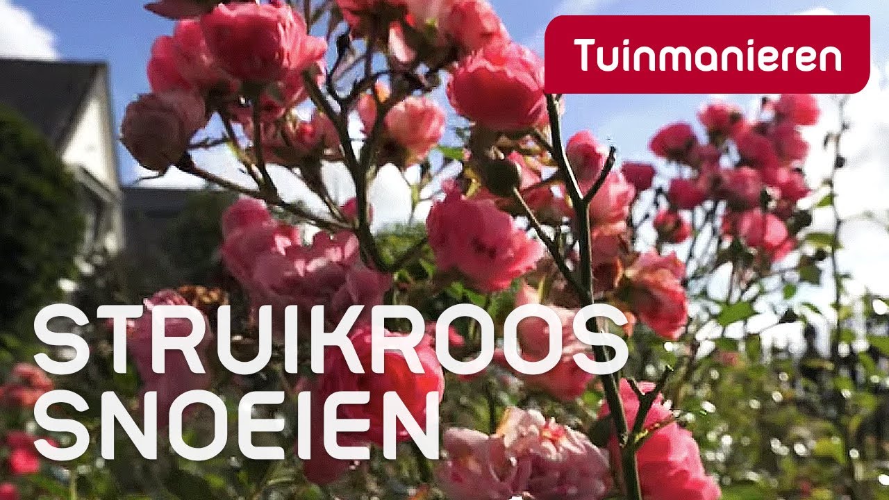 De struikroos snoeien, hoe doe je dat? | Tuinmanieren