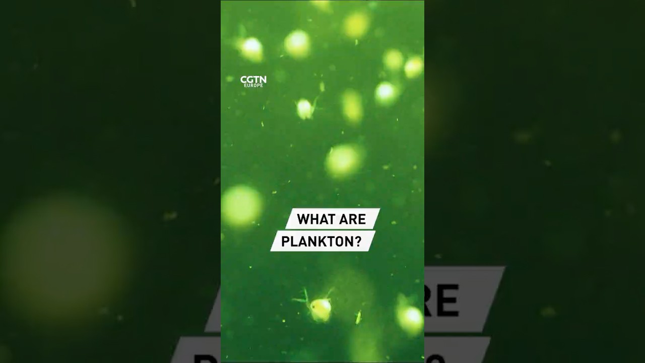 What are plankton?