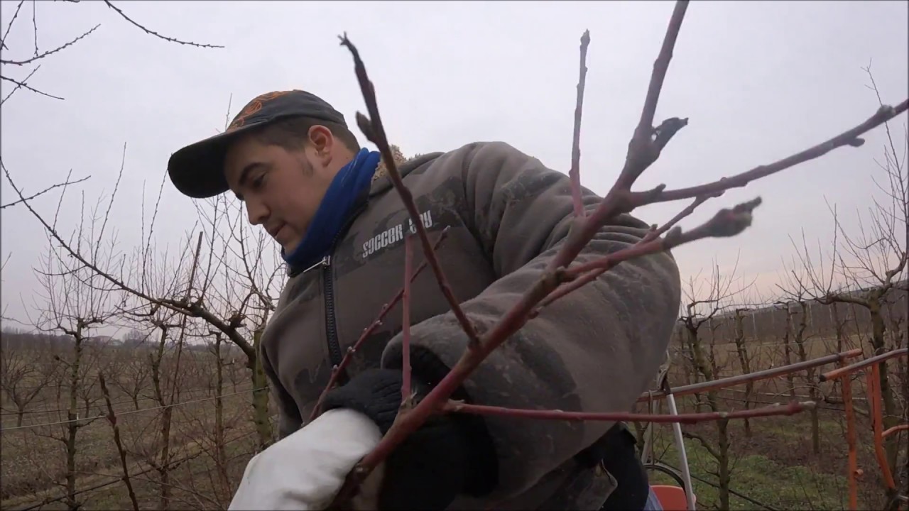 la potatura di pesco