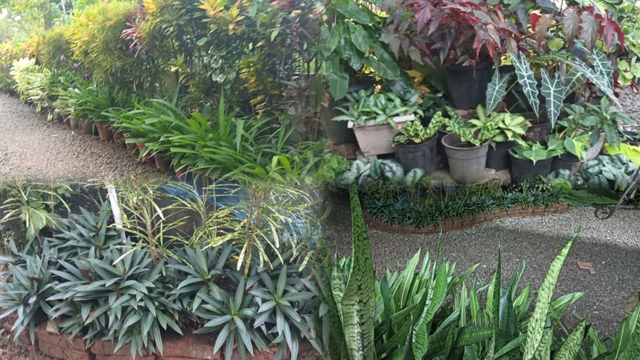 After two months back to gardening||rearranging plants||tiewvlogs 