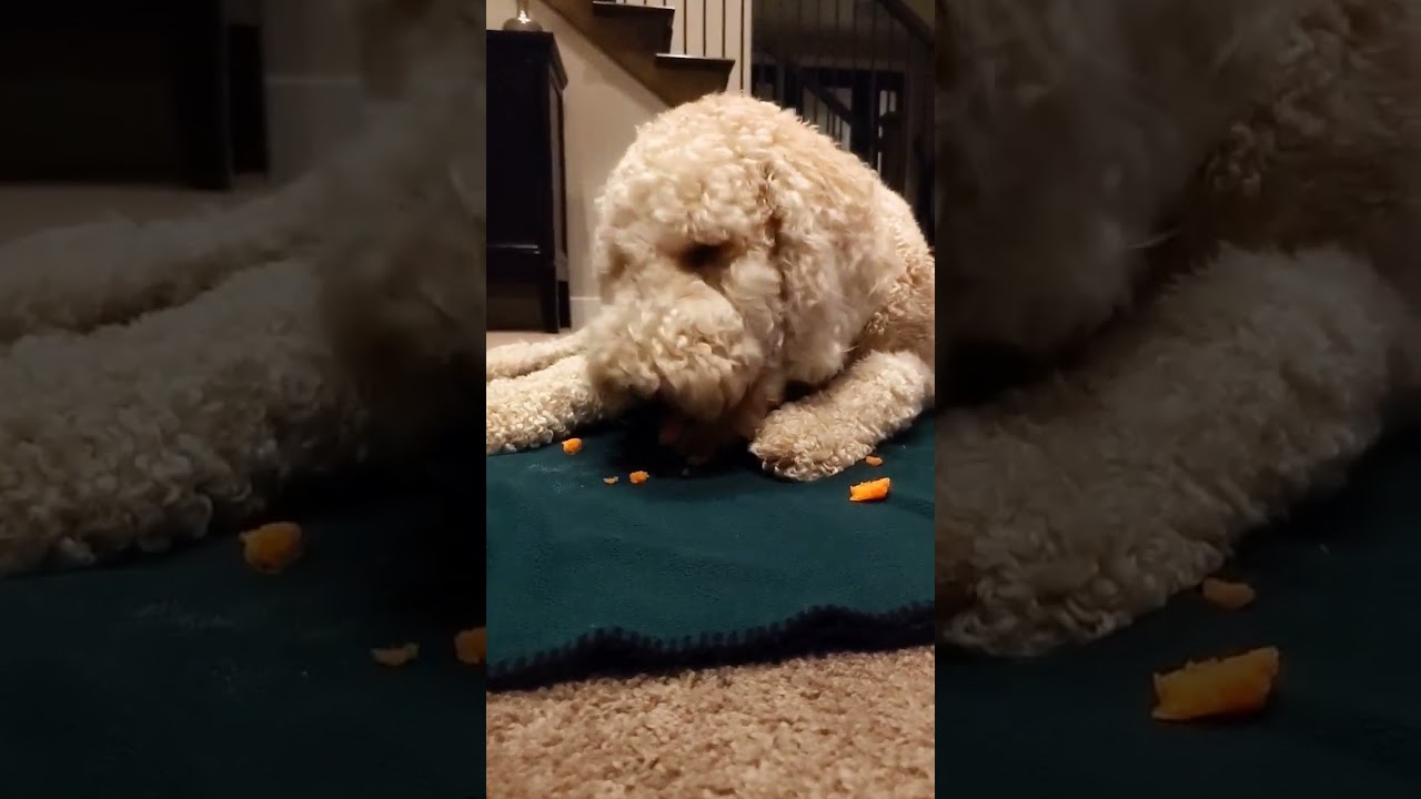 Augie tries a carrot, go to my channel to see full video! 