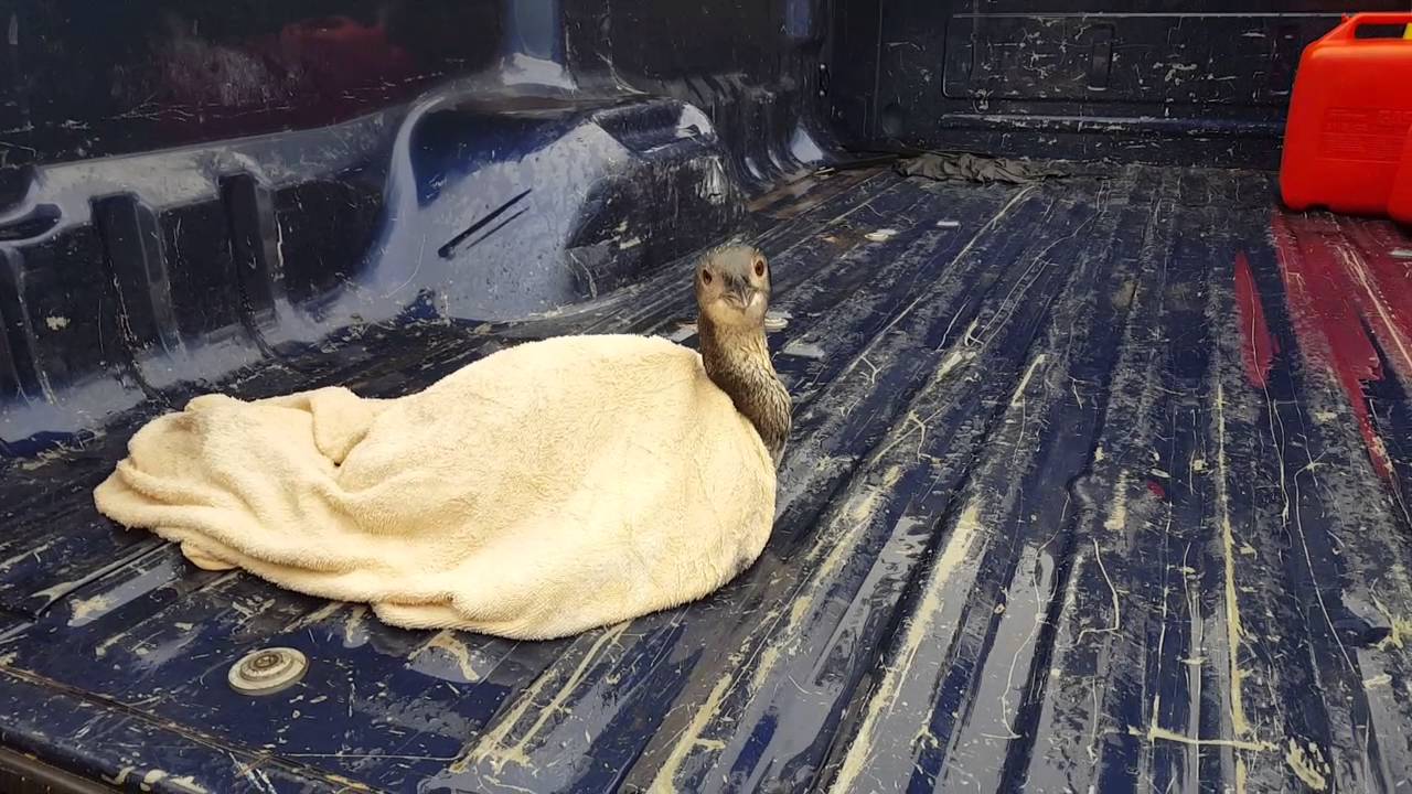 Loon rescue PT 1