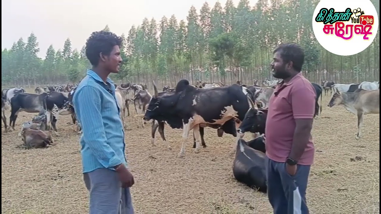 ஜல்லிக்கட்டுக்கு சிறந்த கிடைமாட்டு காளை 