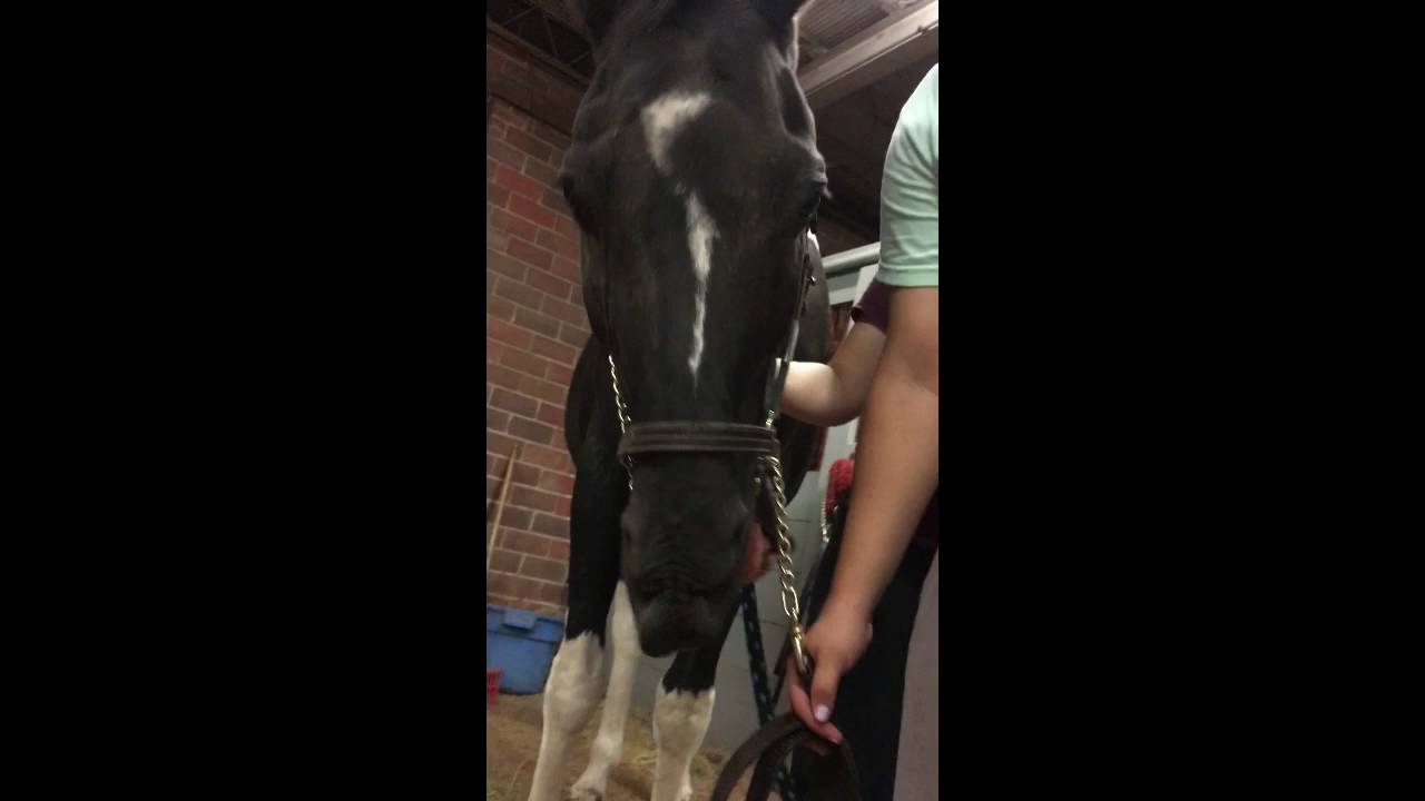 Manual Restraints Practical Video