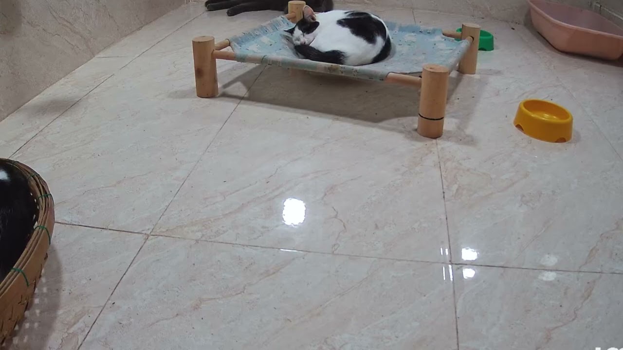 So Funny! Funniest Cats and Dogs 2025😁New Funny Animals 2025🤣🐶