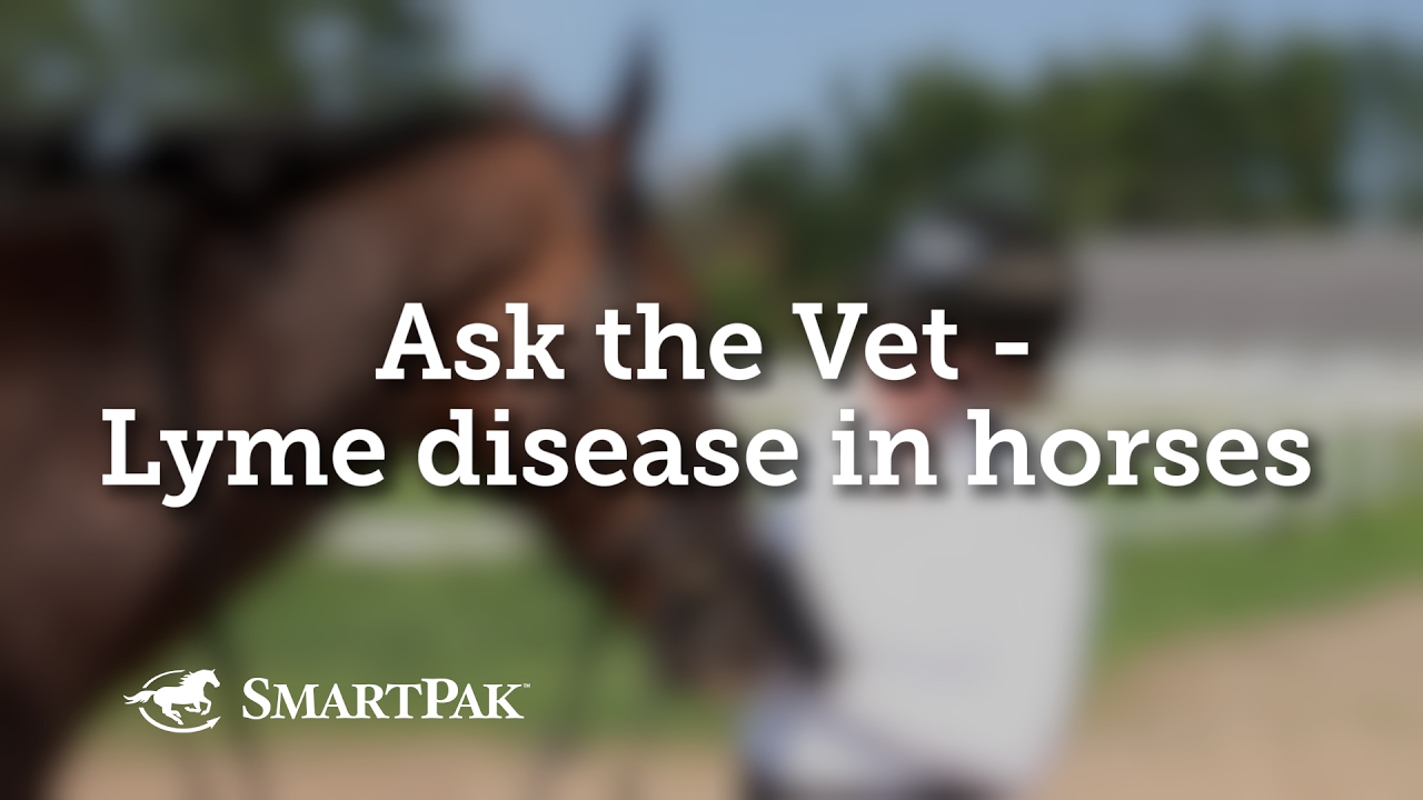 Ask the Vet - Lyme disease in horses
