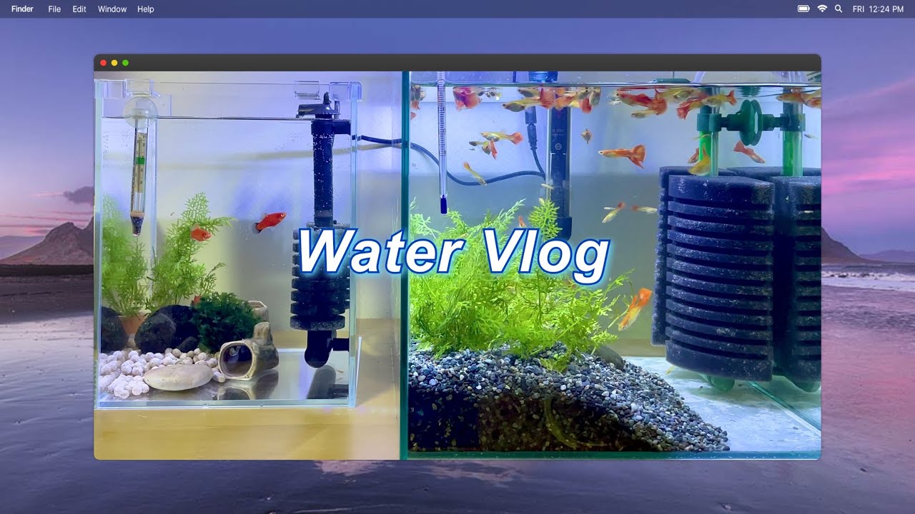 [Vlog] 물생활 브이로그🐟 | 새로운 플래티 어항으로 이사하기 | 안정된 구피어항 | 그로비타 사료먹방