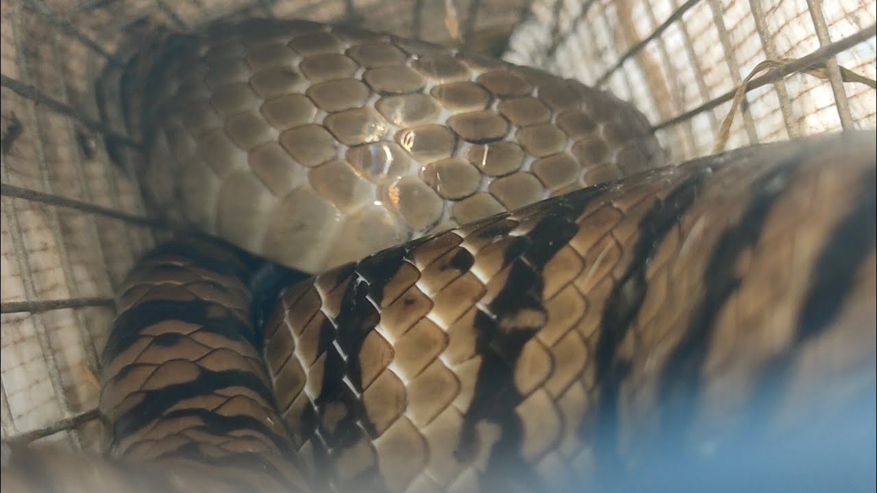 CÁI BẪY NHỎ DÍNH HỔ HÈO BỰ KHÔNG NGỜ TỚI@