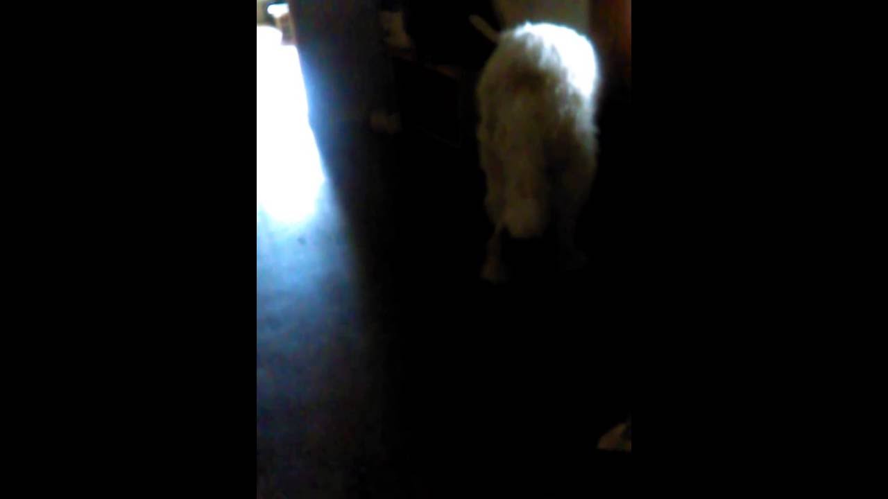 Dog scared by horror movie sounds